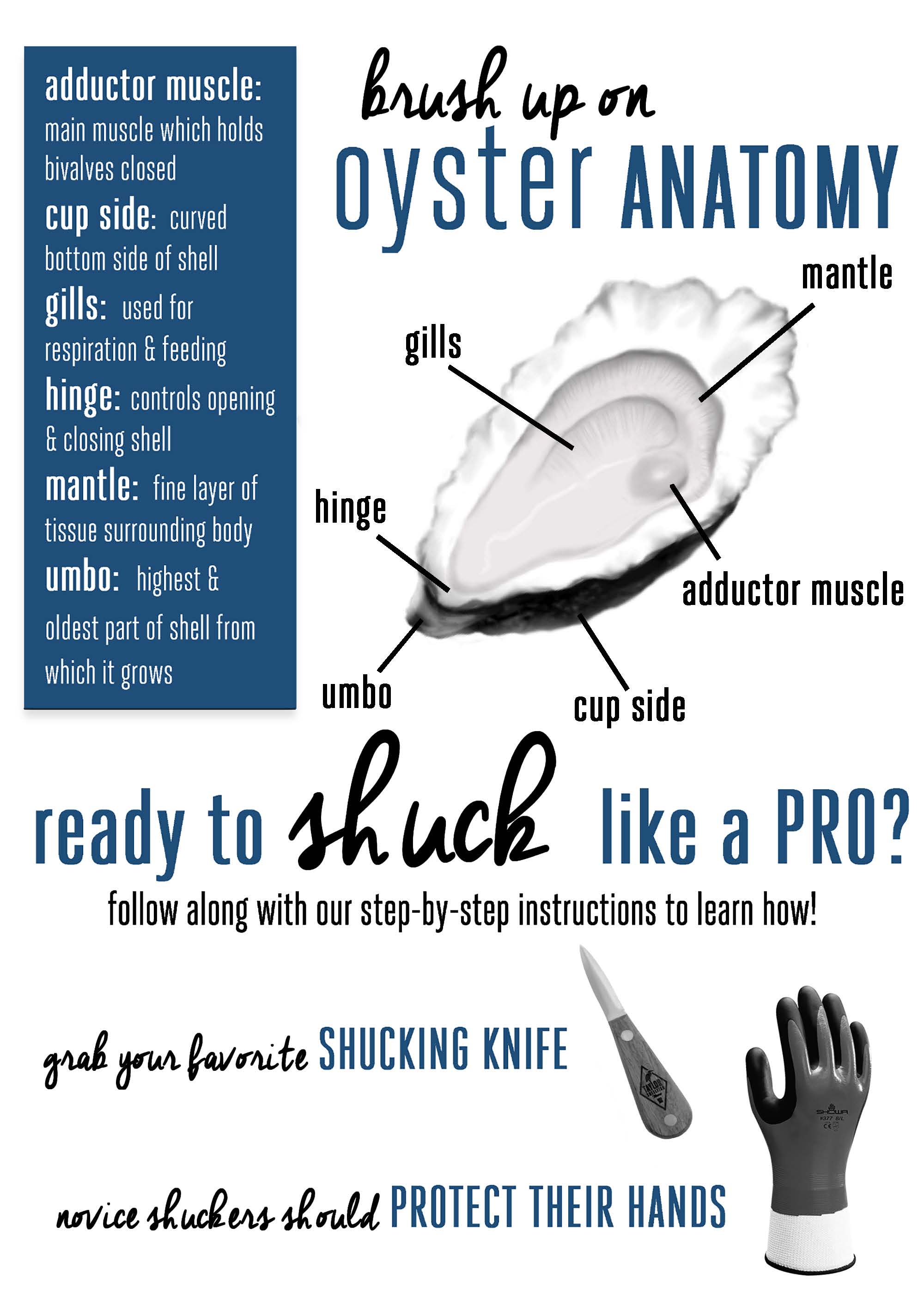 final-draft---shellfish-pamphlet_page_2.jpg final-draft---shellfish-pamphlet_page_2.jpg