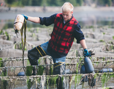 Young man in waders harvesting shellfish Taylor Shellfish farm