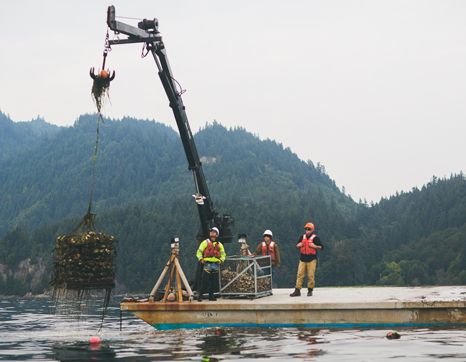 Harvesting shellfish with a crane Taylor Shellfish Farm