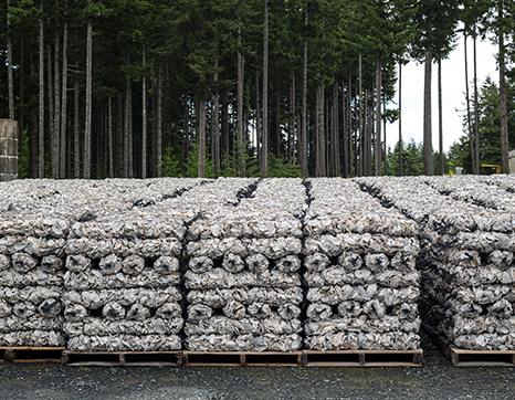 stacks-of-shellfish-on-pallets.jpg stacks-of-shellfish-on-pallets.jpg