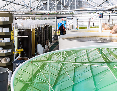 taylor-hatchery-water-tank.jpg taylor-hatchery-water-tank.jpg